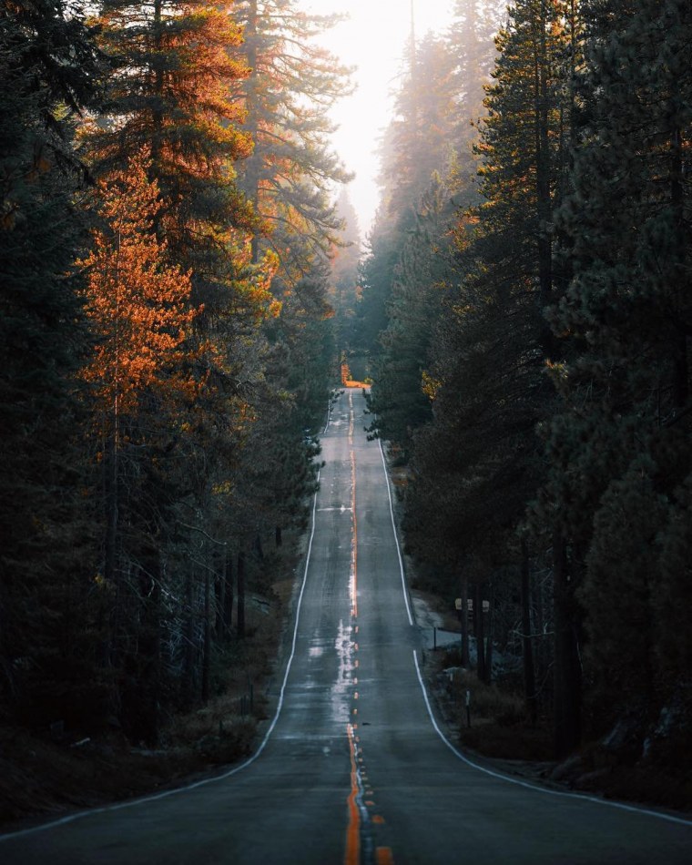 Пейзаж дорога лес