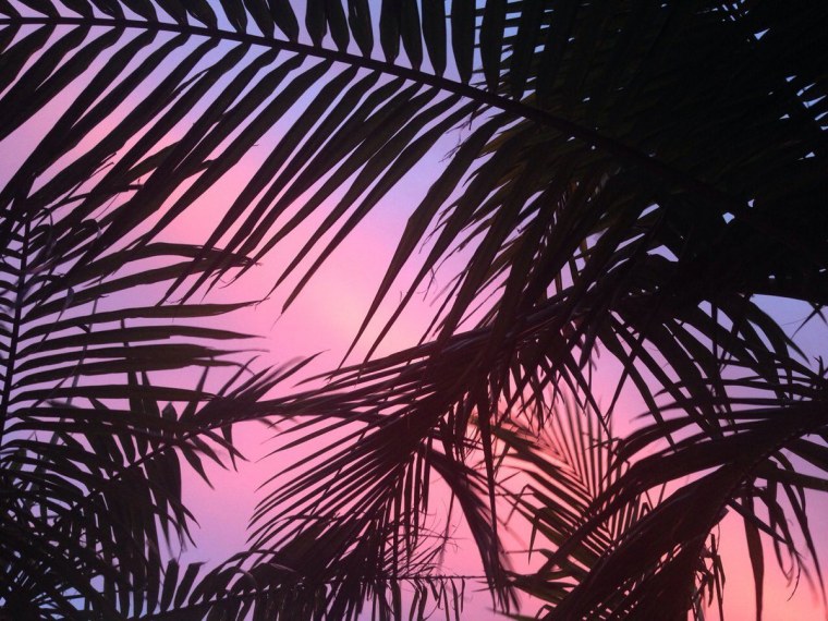 Лист пальмы