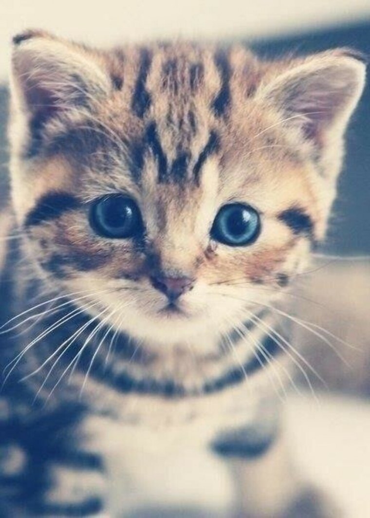 Фон для рабочего стола коты