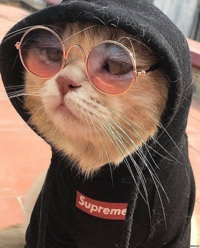 Аватар кошка