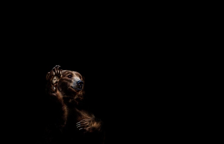 Медведь который съел кокаин фото