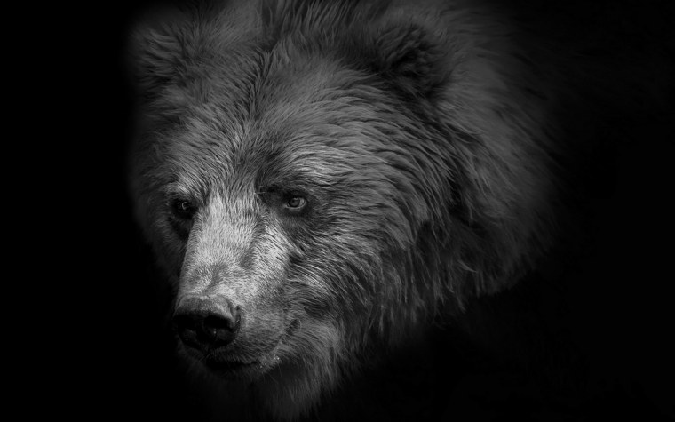 Медведь в ярости