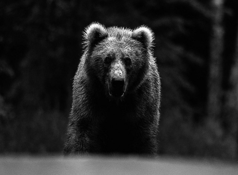 Медведь Гризли оскал