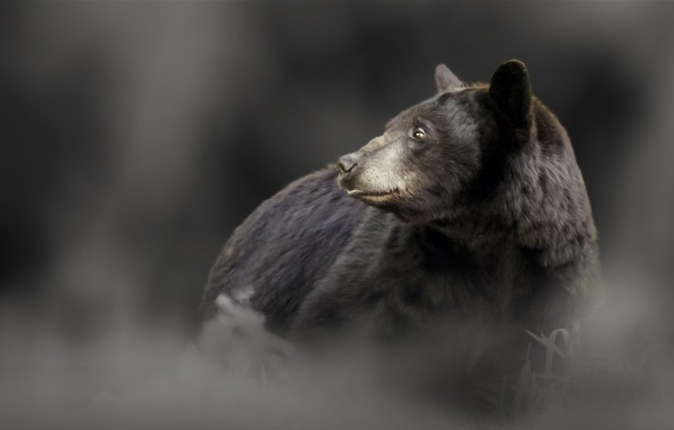 Медведь в костюме белого медведя