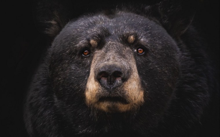 Медведь арт