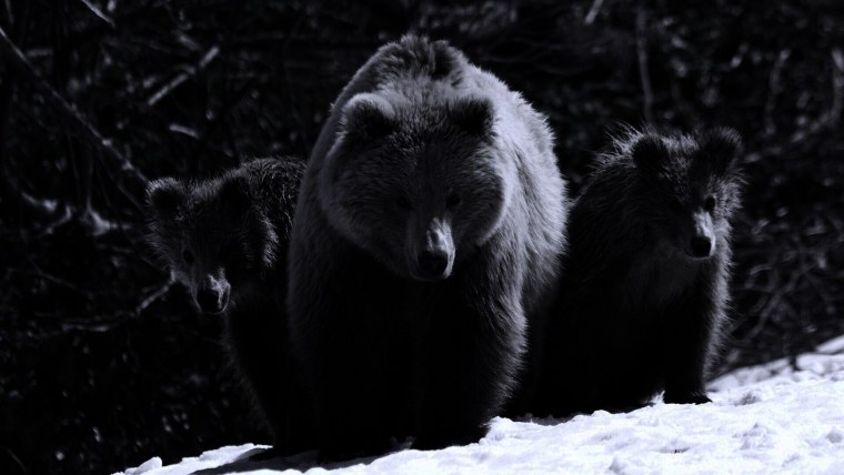 Медведь на темном фоне