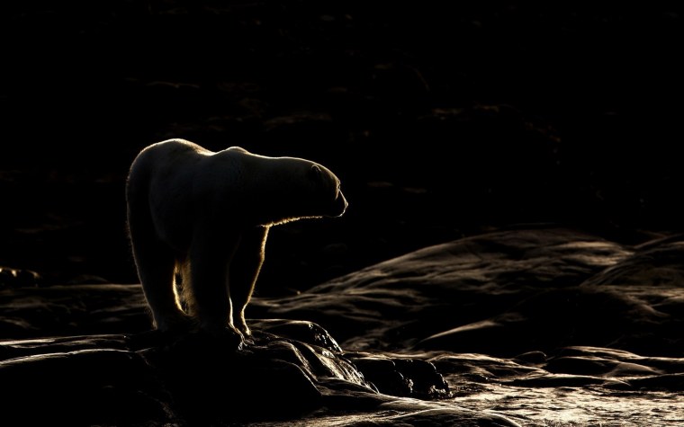 Медведь на темном фоне