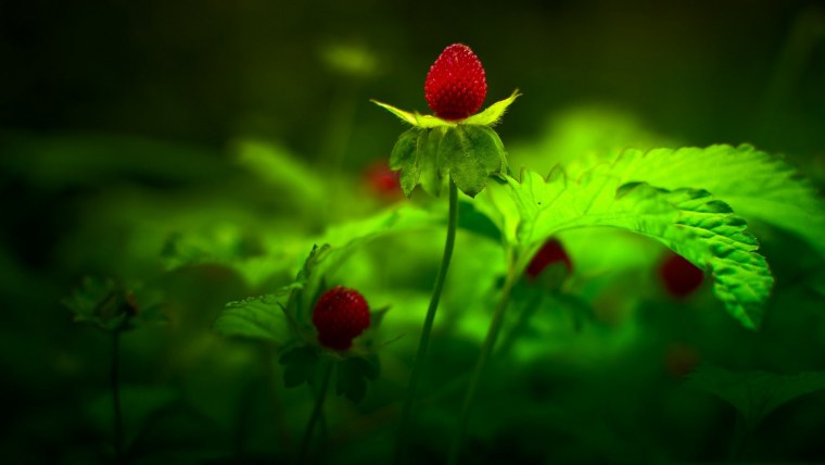 Земляника обыкновенная