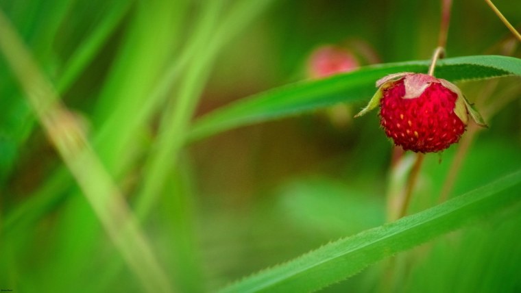 Летние обои