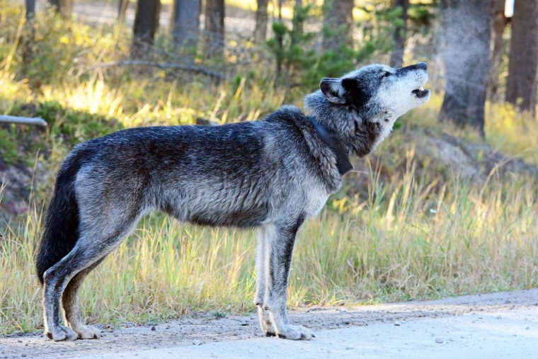 Мегафауновый волк