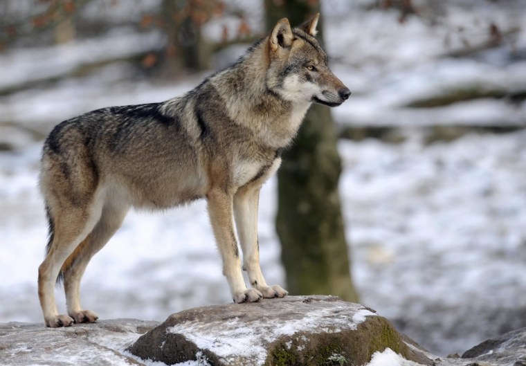 Canis Lupus Campestris