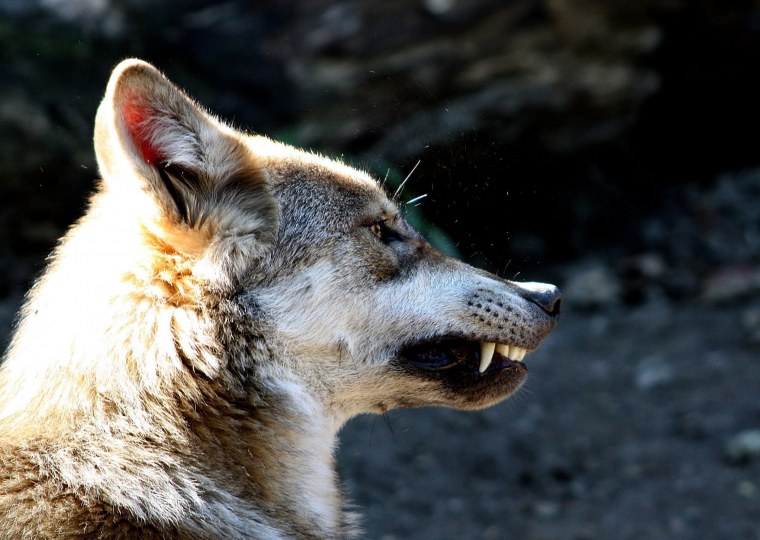 Волк обыкновенный (canis Lupus)