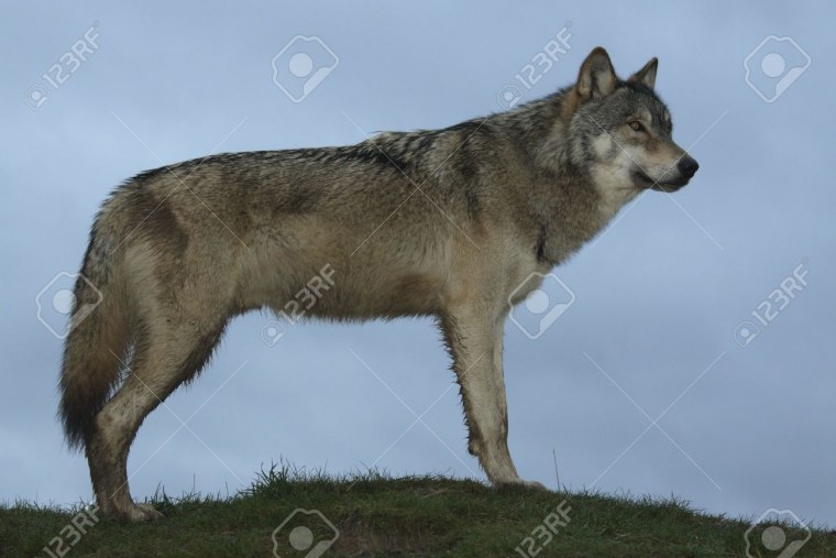 Александровский волк