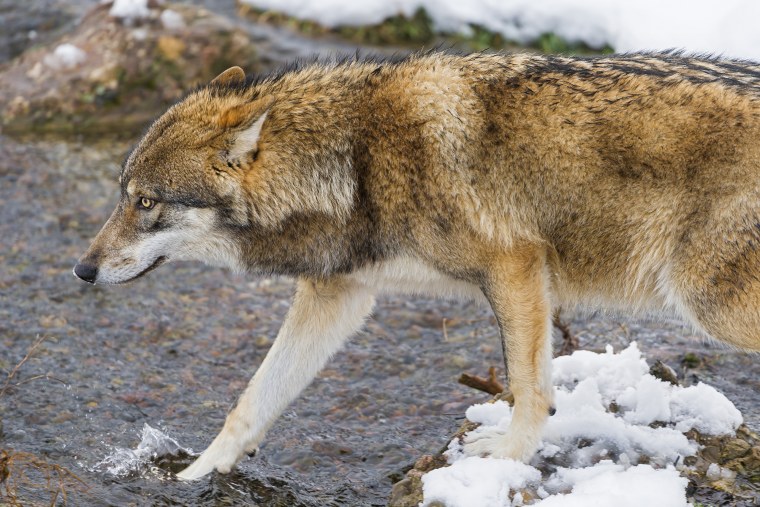 Европейский волк
