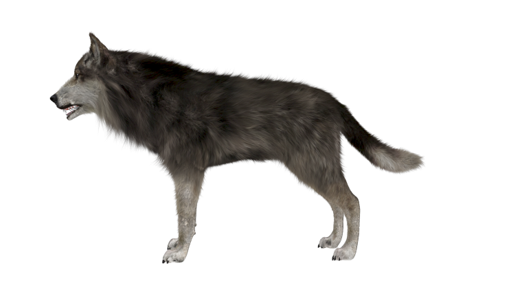 Серый волк canis Lupus