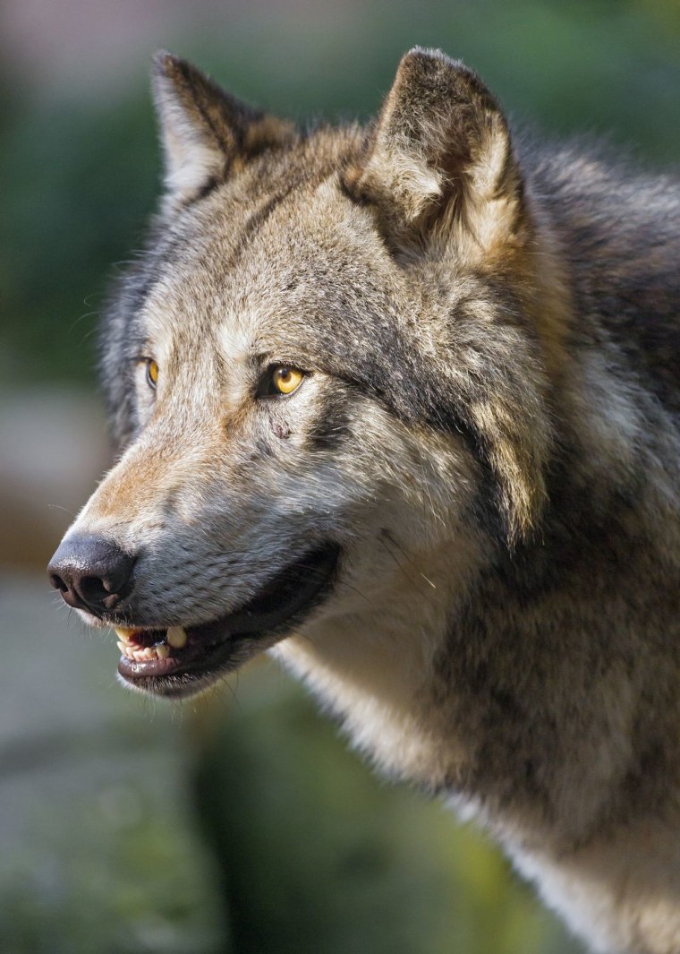 Волк сбоку рисунок