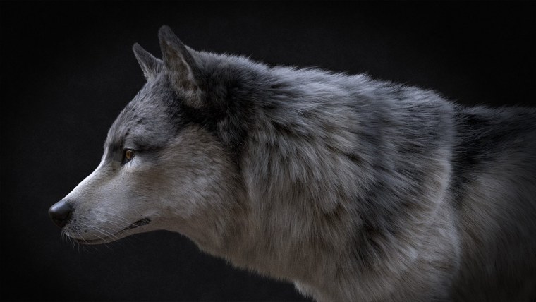 Кенайский волк