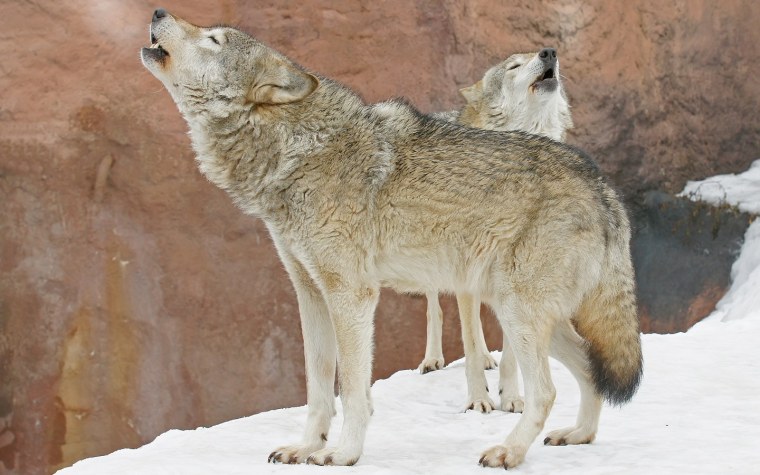 Волк вид сбоку эскиз