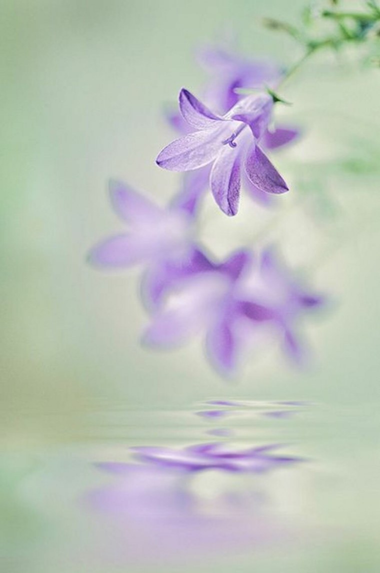 Букет полевые цветы