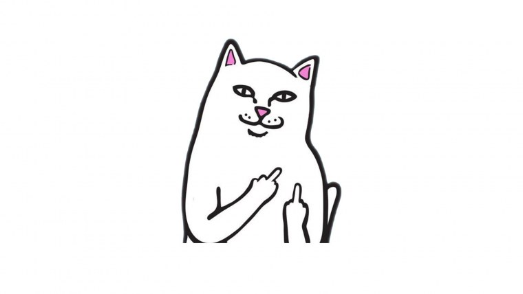 Кот с факом