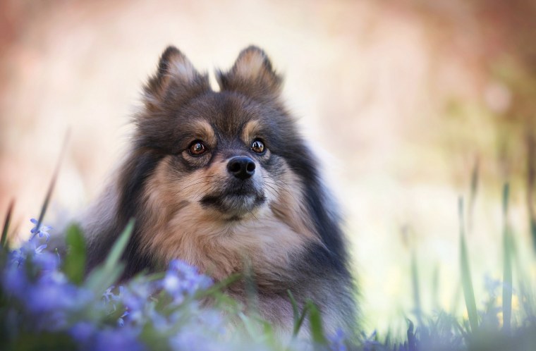 Померанский шпиц