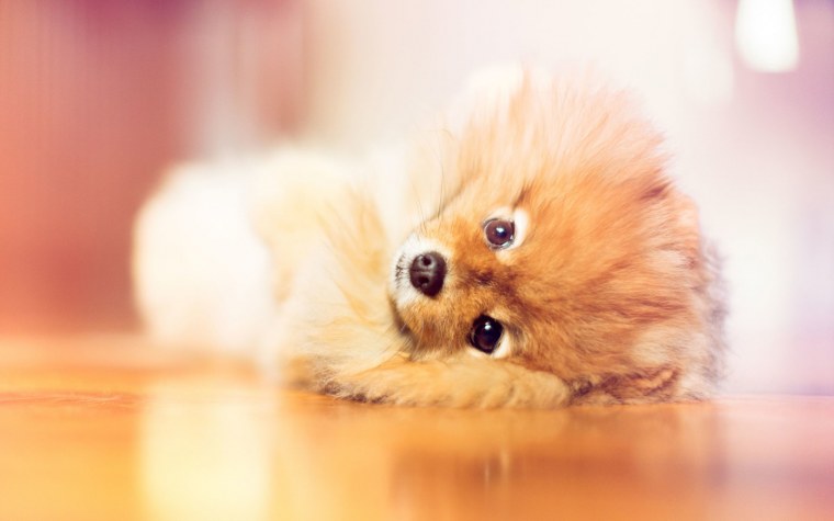 Померанский шпиц