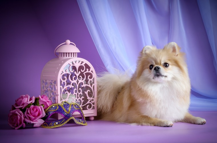 Померанский шпиц