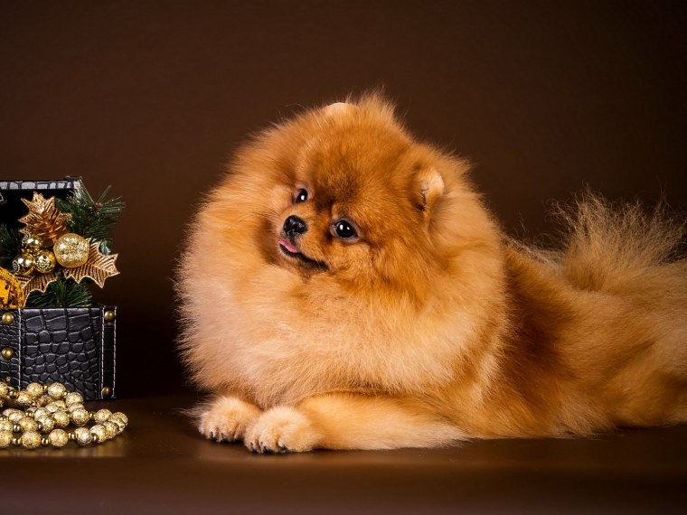 Померанский шпиц глазки