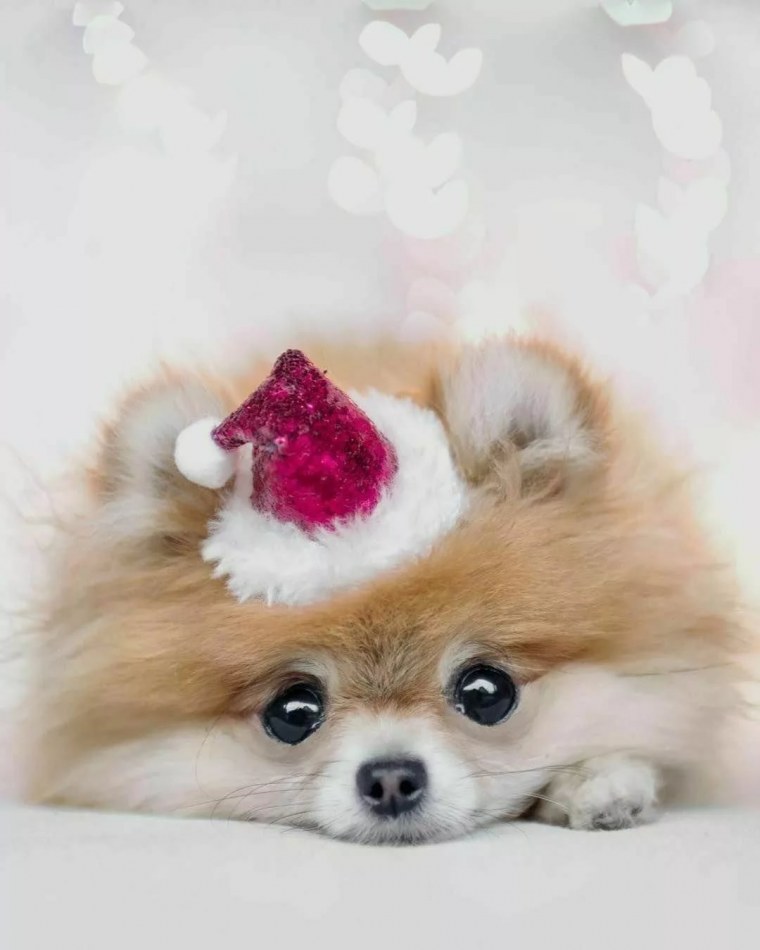 Померанский шпиц