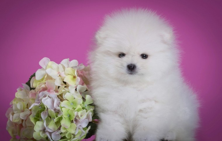 Маленькая рыжая собачка