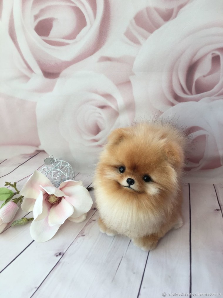 Померанский шпиц длинношерстный