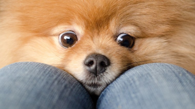 Померанский шпиц осень