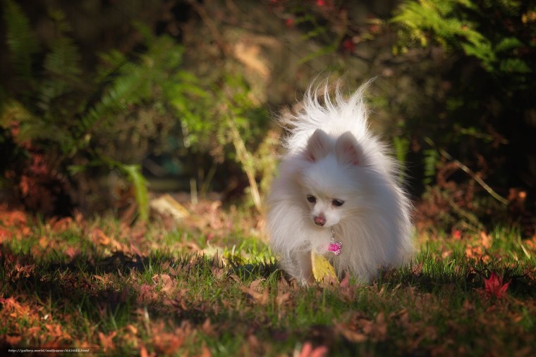 Шпиц померанский улыбка