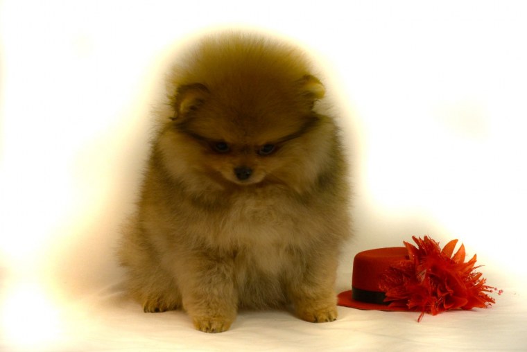 Щенки шпица