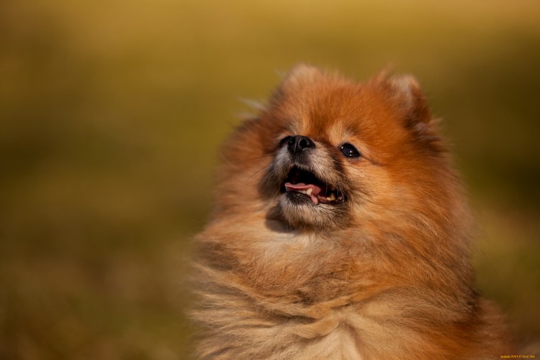 Щенки шпица