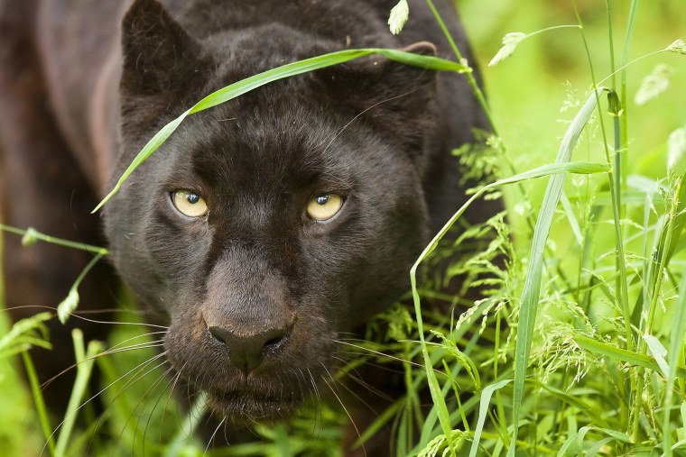 Черный Ягуар животное