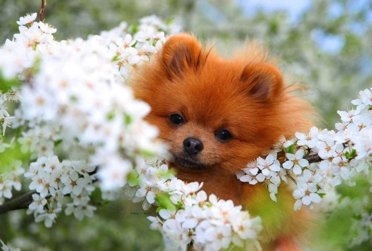 Шпиц флаффи