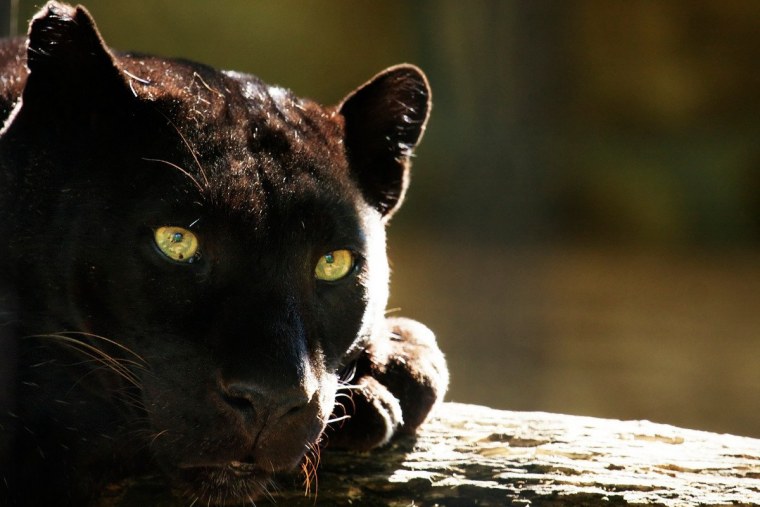 Глаза пантеры