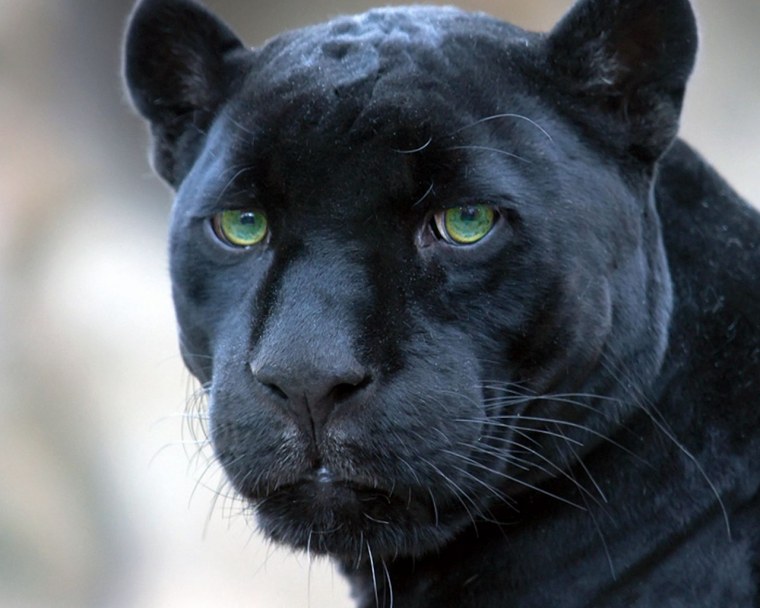 Черная пантера