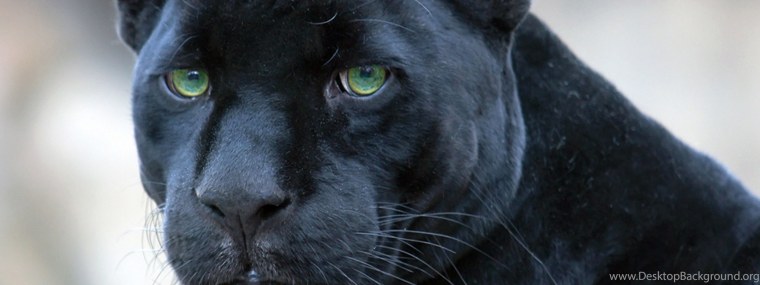 Пантера с зелеными глазами