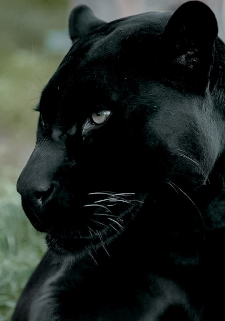 Пума Багира