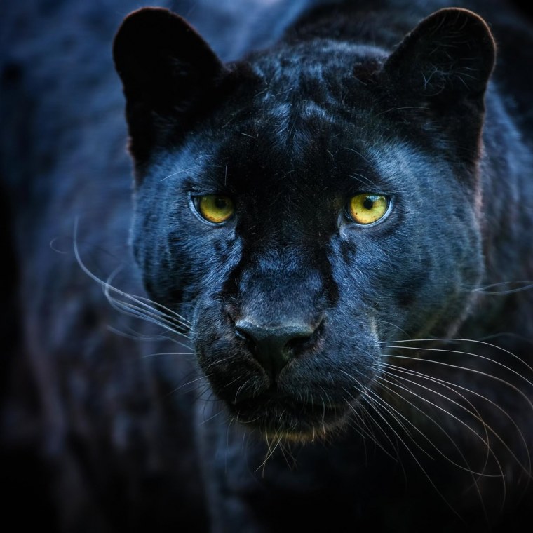 Черная пантера с голубыми глазами