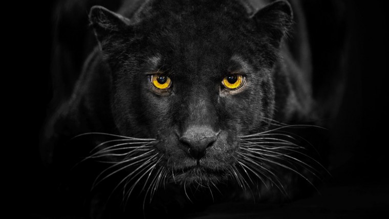 Черная пантера