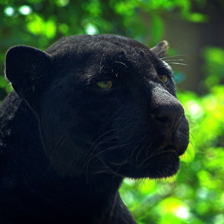 Черная пантера Сибирь
