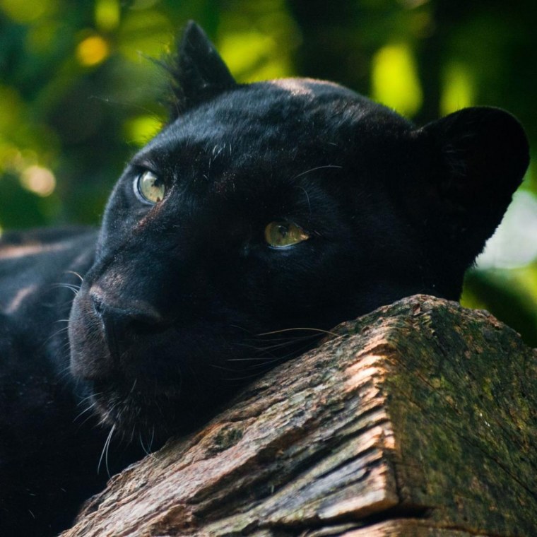 Глаза черной пантеры