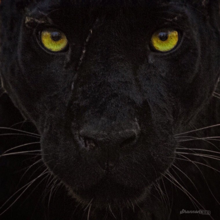 Пантера с желтыми глазами