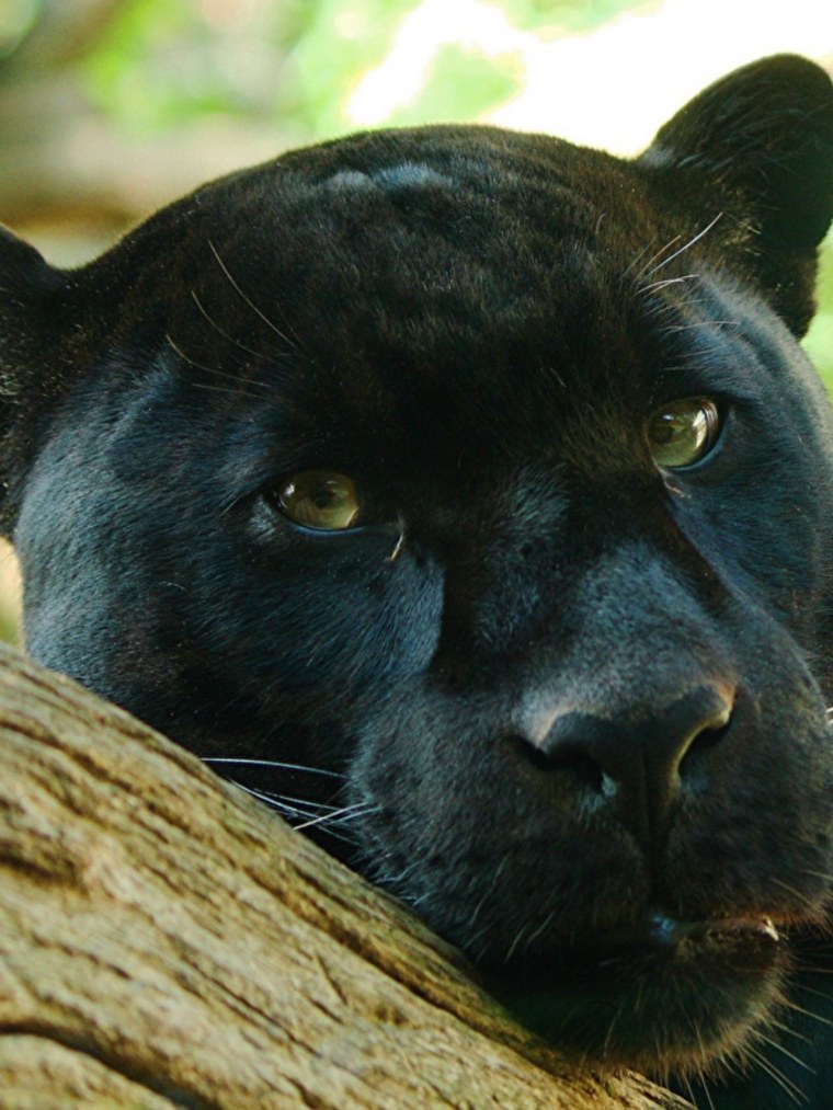 Черная пантера и леопард