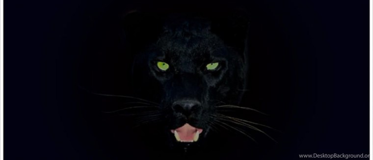 Пума меланист