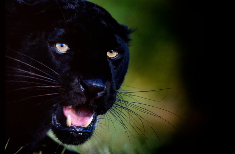 10. Черная пантера