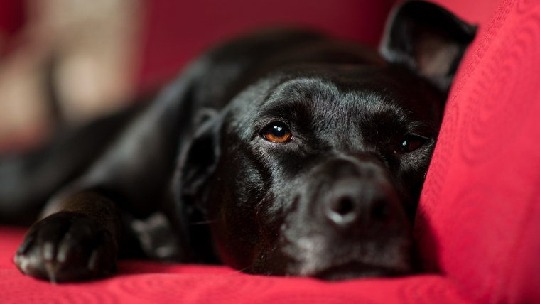 Лабрадор черный